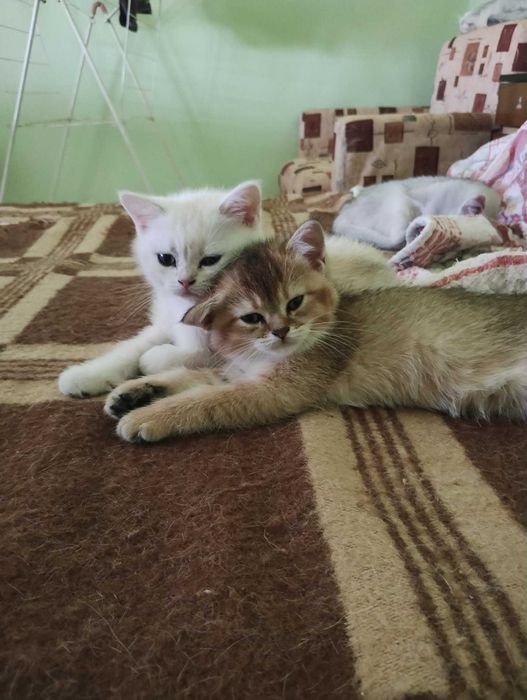 Британската сребърна чинчила, златна чинчила