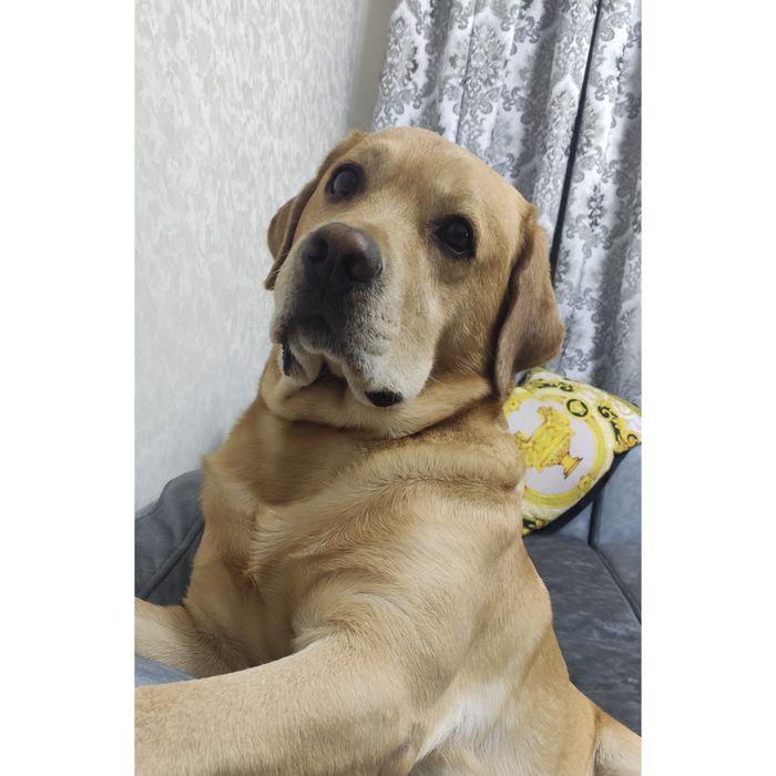 Вязка лабрадор ретривер