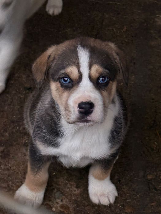 Donez catei - adoptie catei