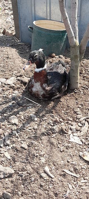 Vând cocoși de pitică și mătase