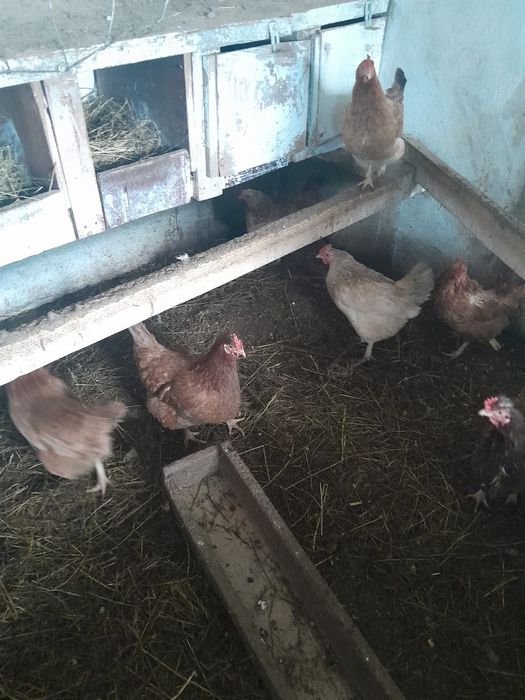 Продам курей,петушков