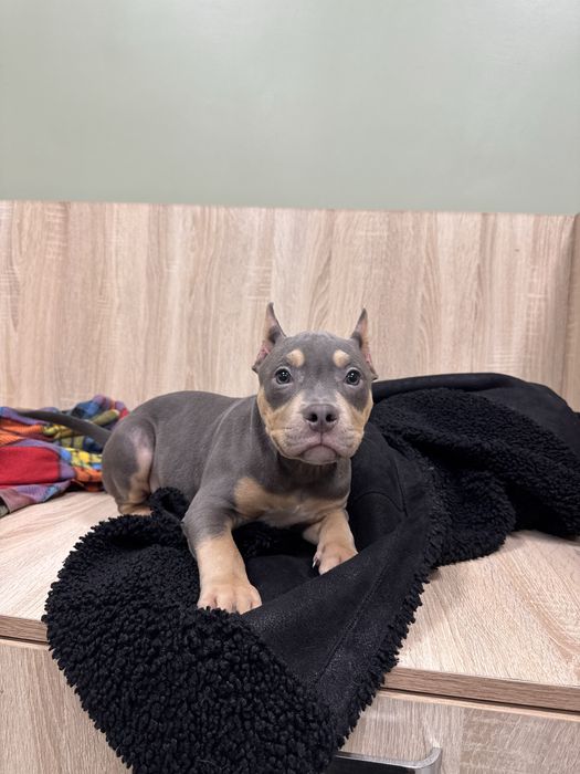 Щеночки американский булли