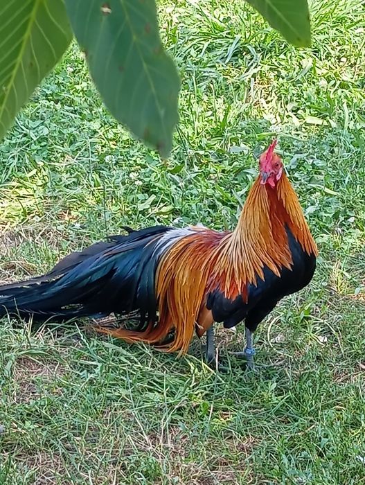 Găini și cocos phoenix