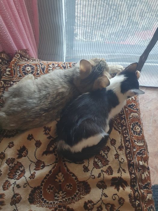 Котик девочка бесплатно