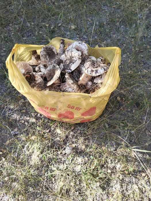 Продам свежие грузди