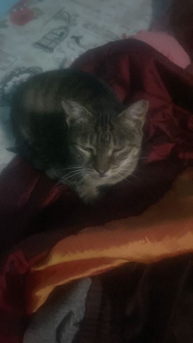 Pisicuta sterilizata pentru adoptie