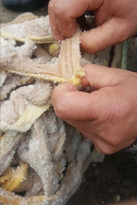 Жылқы ішегі өте көп мөлшерде