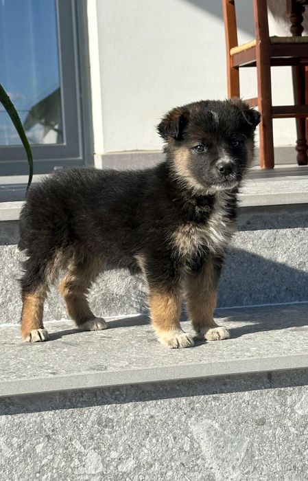 Pui de cățel spre adopție