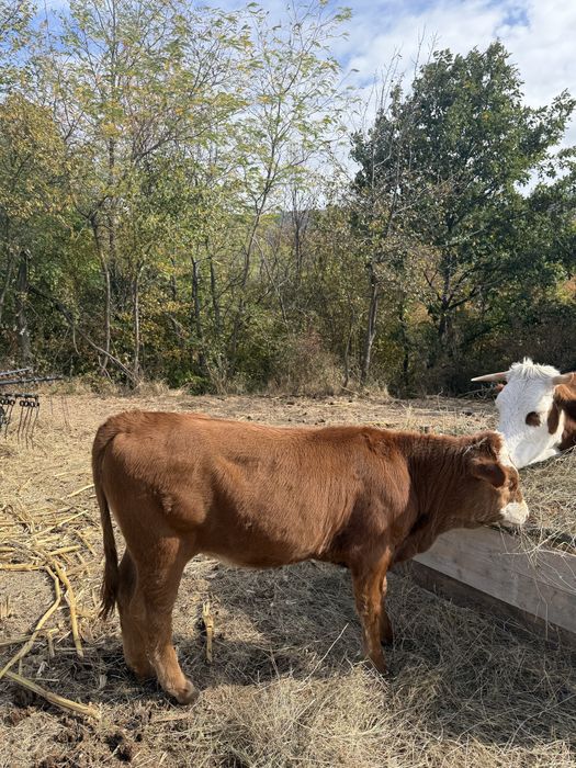 Vaca Baltata Romaneasca cu vitel