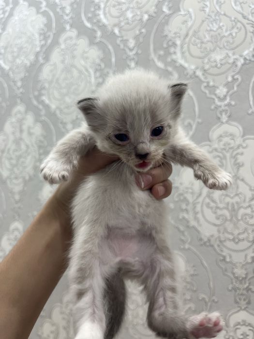 Котята породистые