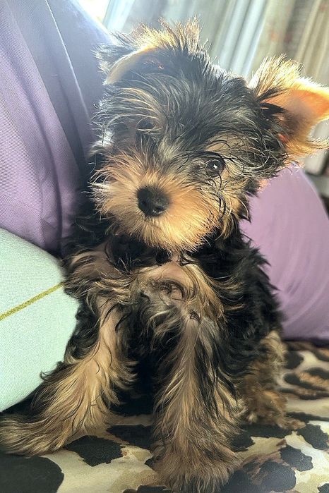 Чудесная девочка- йоркширский терьер!