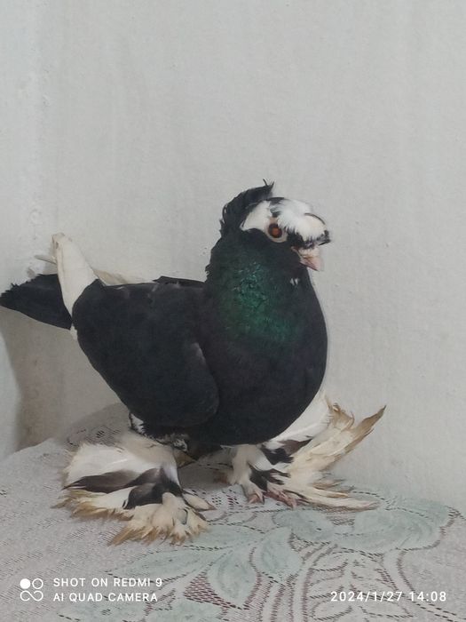 Kaptarlar sotiladi 500ming keliwamz