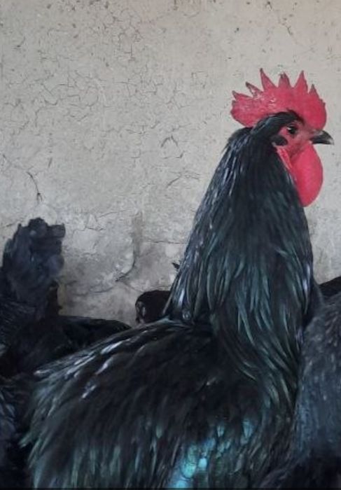 Хан хаяп астралорп яйца хан хяп тхум avstralob