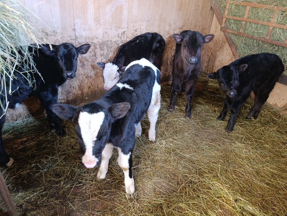 Телята бычки 5 голов