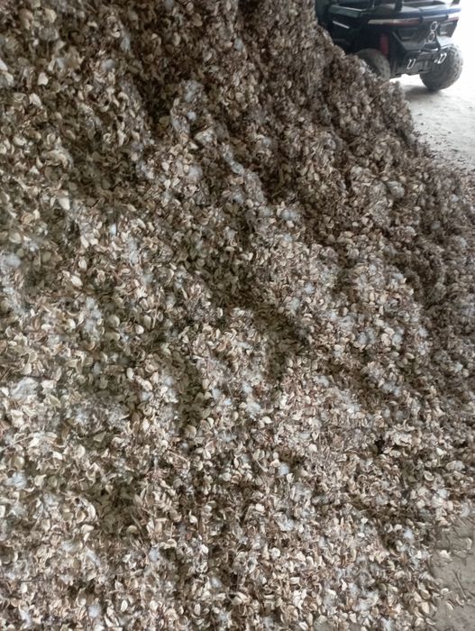 Chanoq bor kelishgan narxda