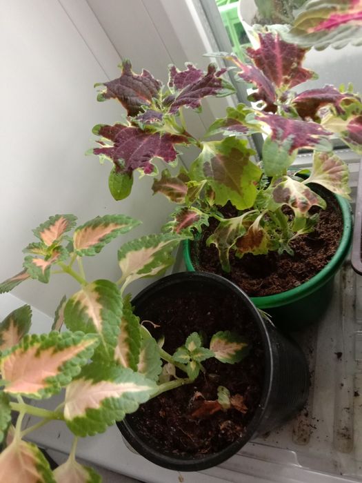 Комнатные цветы для вас