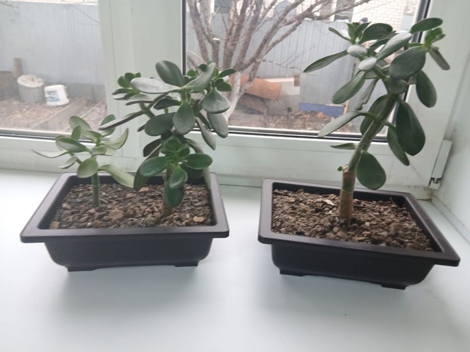 Денежный дерево(акша гул)