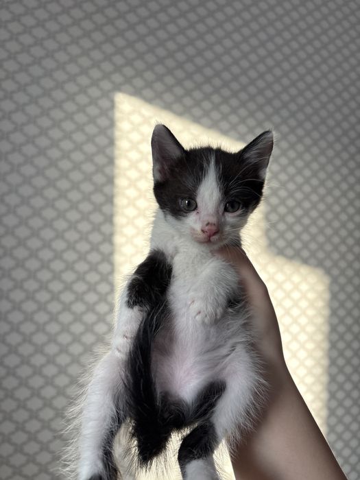 Милые котята в добрые руки