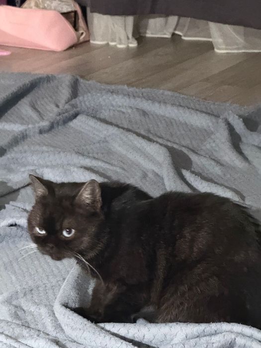 Отдам котика в хорошие руки