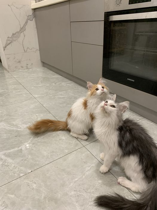 мальчик мейнкун с родословной