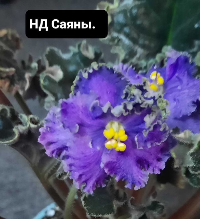 фиалки сортовые цветущие