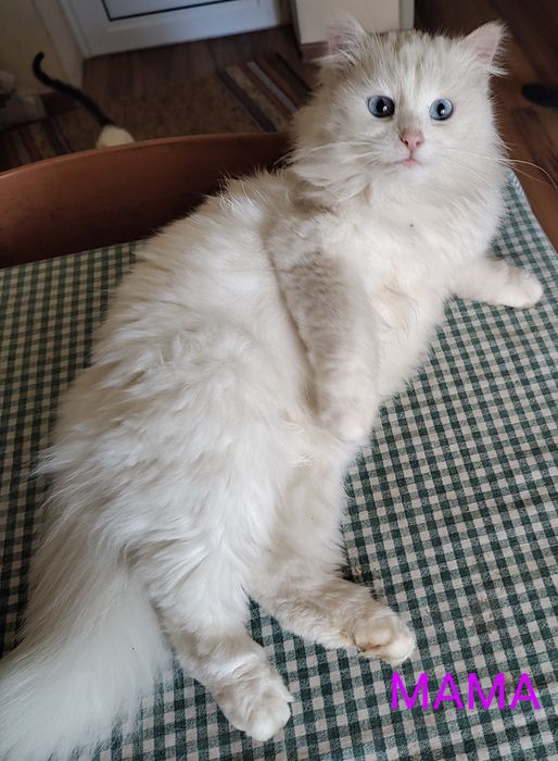 Персийска чинчила, 5 мес, снежно бяла