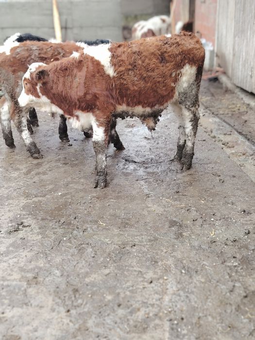 Vând viței bălțați și belgian