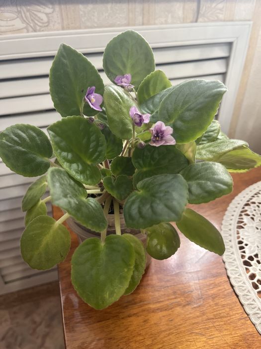 Продам комнатные цветы