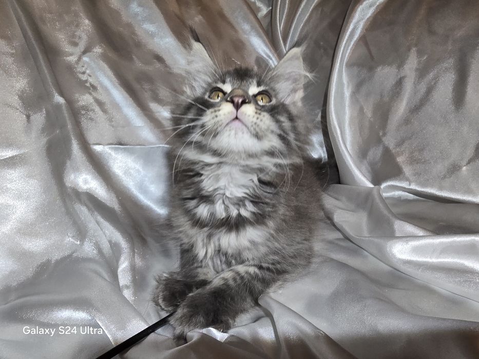 Чистокръвни Котенца Мейн Куун