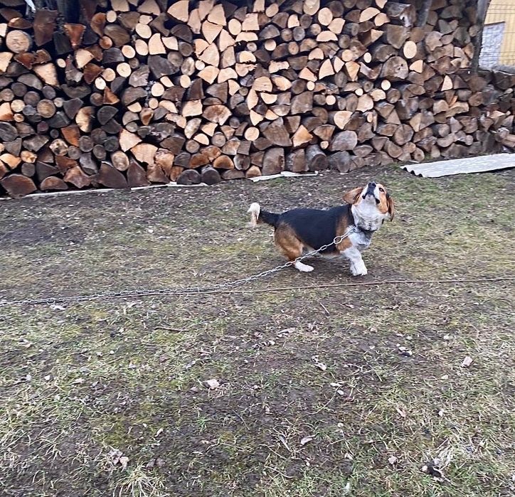 Ofer spre vânzare ! 500 lei