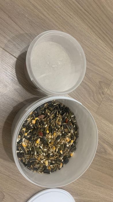 Продам хомяка (джунгарский)