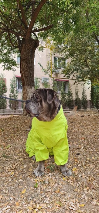 Одежда для собаки от TURKAN.