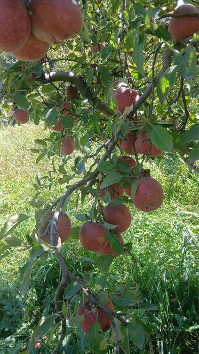 продам яблоки амерканка есть еще золотой