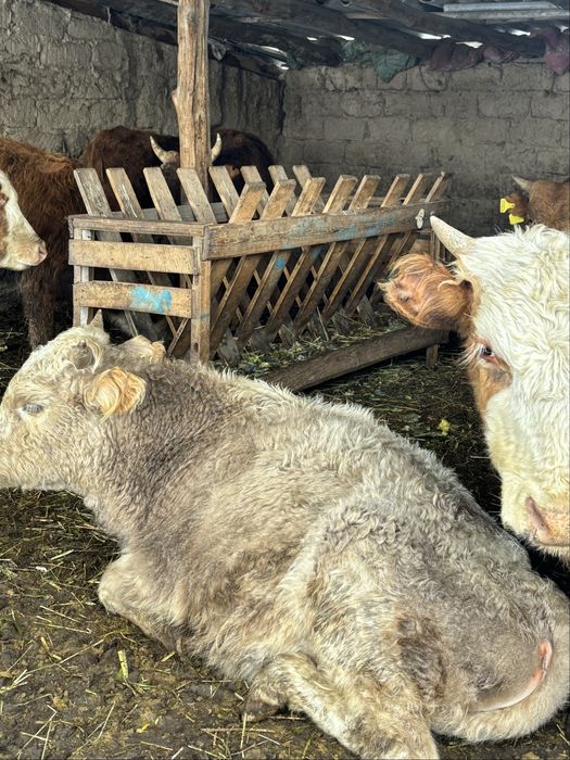 продаються бычки