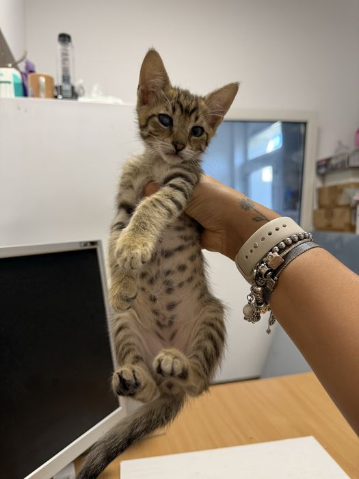 Pisoi mici adoptie