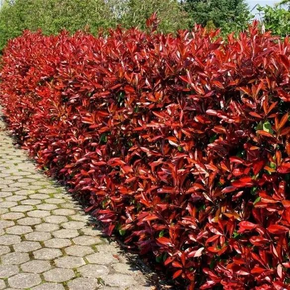 Photinia (Gard Viu )