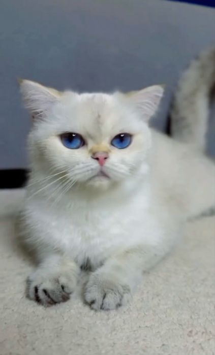 Продается привозная девочка родословными документами