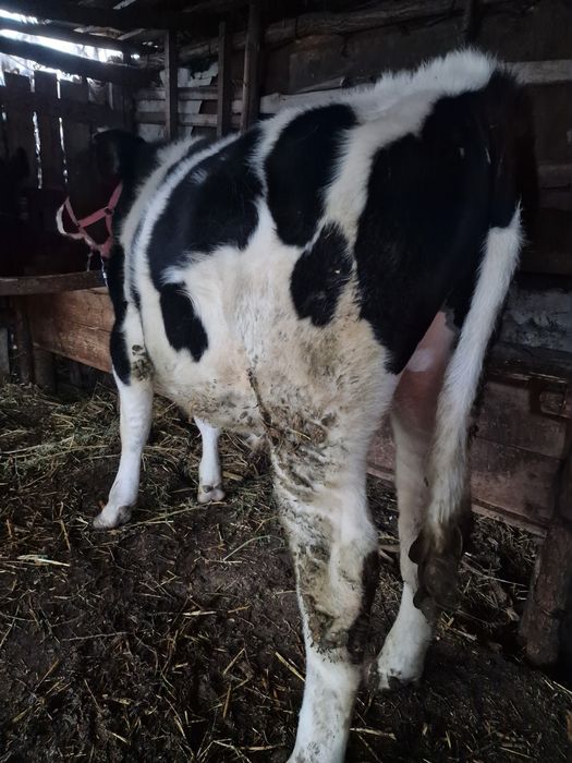 Vand 2 tăurași buni !