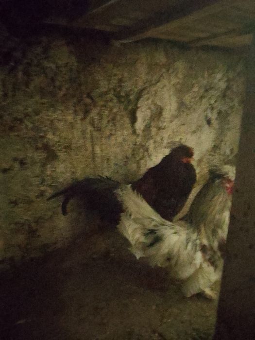 Японский кораздар сатылады