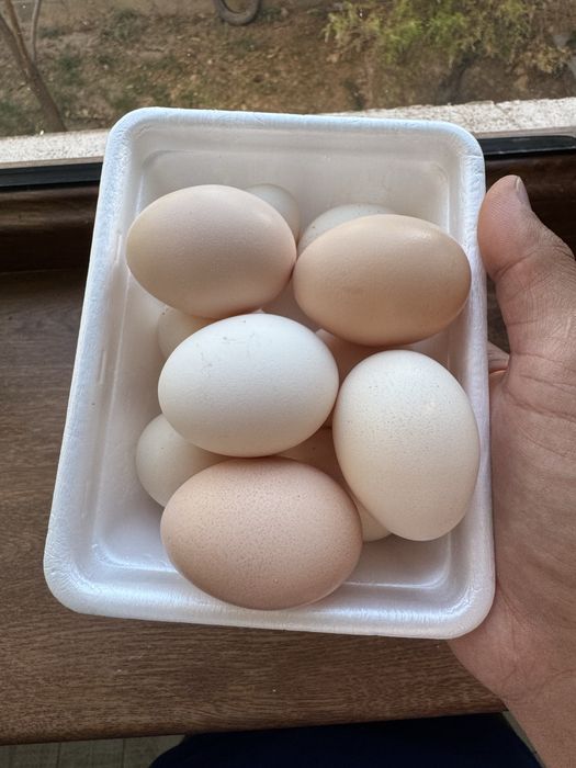 Тауық. Курица. Тауык. Куры