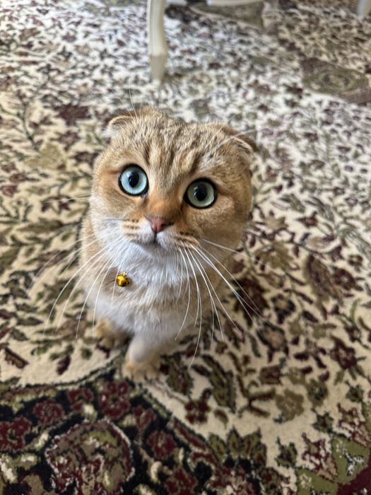 Vyazkaga qiz mushuk kerak