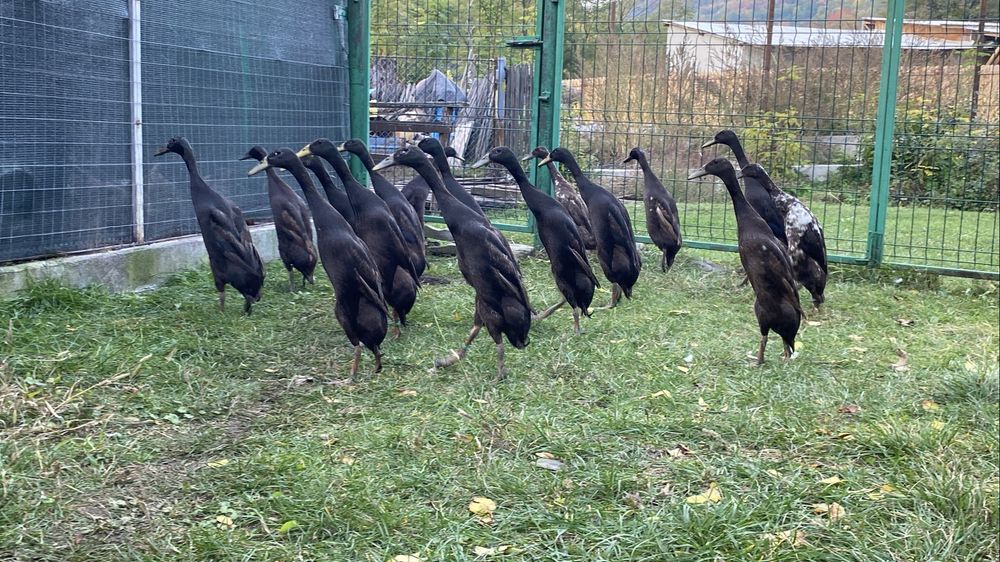 Rate alergatoare  indiene 2025