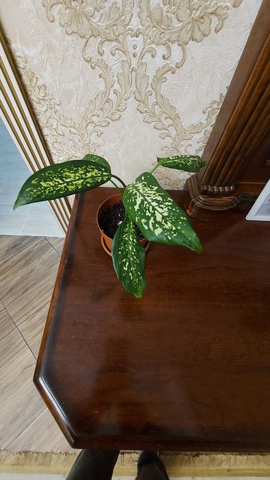 Диффенбахия,Продаю.