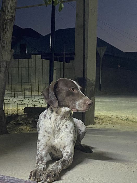 Пропала собака тассай