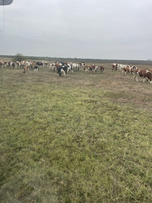 Vand vitele si juninci