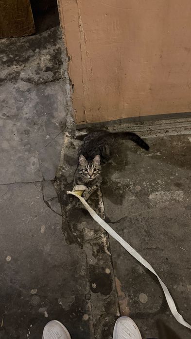 Сладкий котенок ищет семью