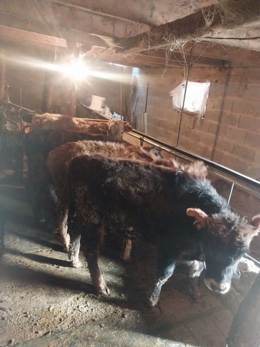 Продаю бычков 7 месецяв