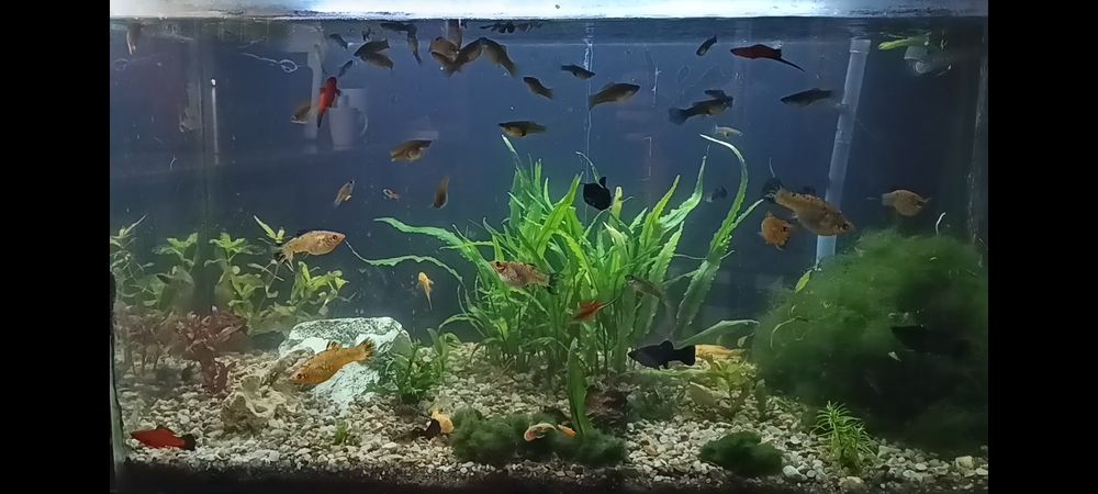 Pești acvariu  schimb ori ..