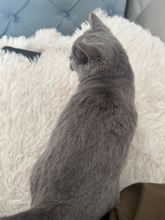 Шотландский страйт