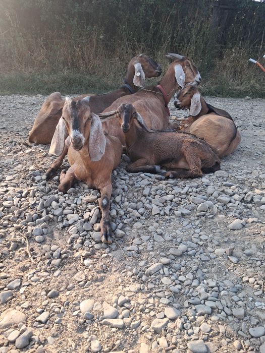 Iezi anglonubieni și saanen